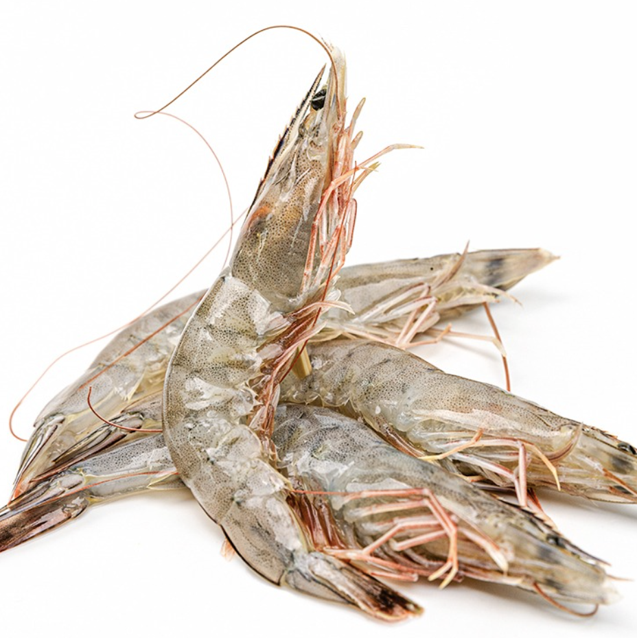 흰다리새우,중하새우 20미