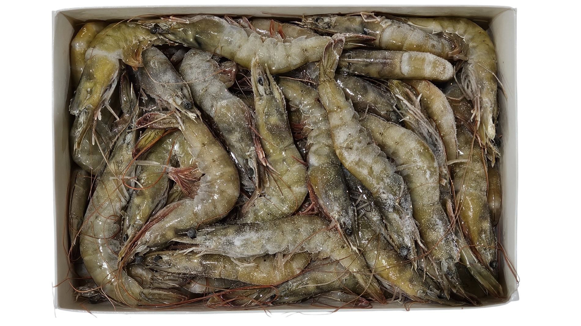 업소용 냉동 흰다리새우 31/40 (에콰도르새우)