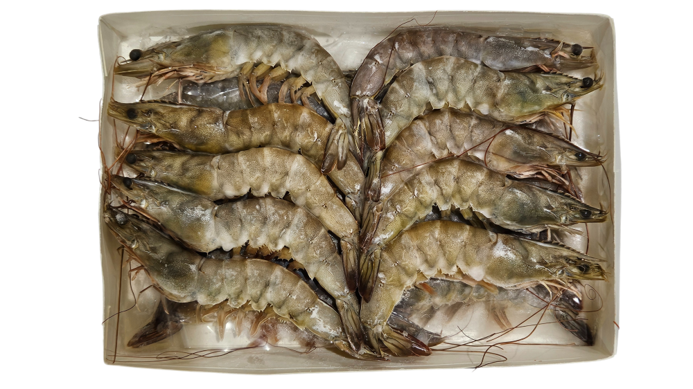 흰다리새우(중하새우) 20미 /말레이시아