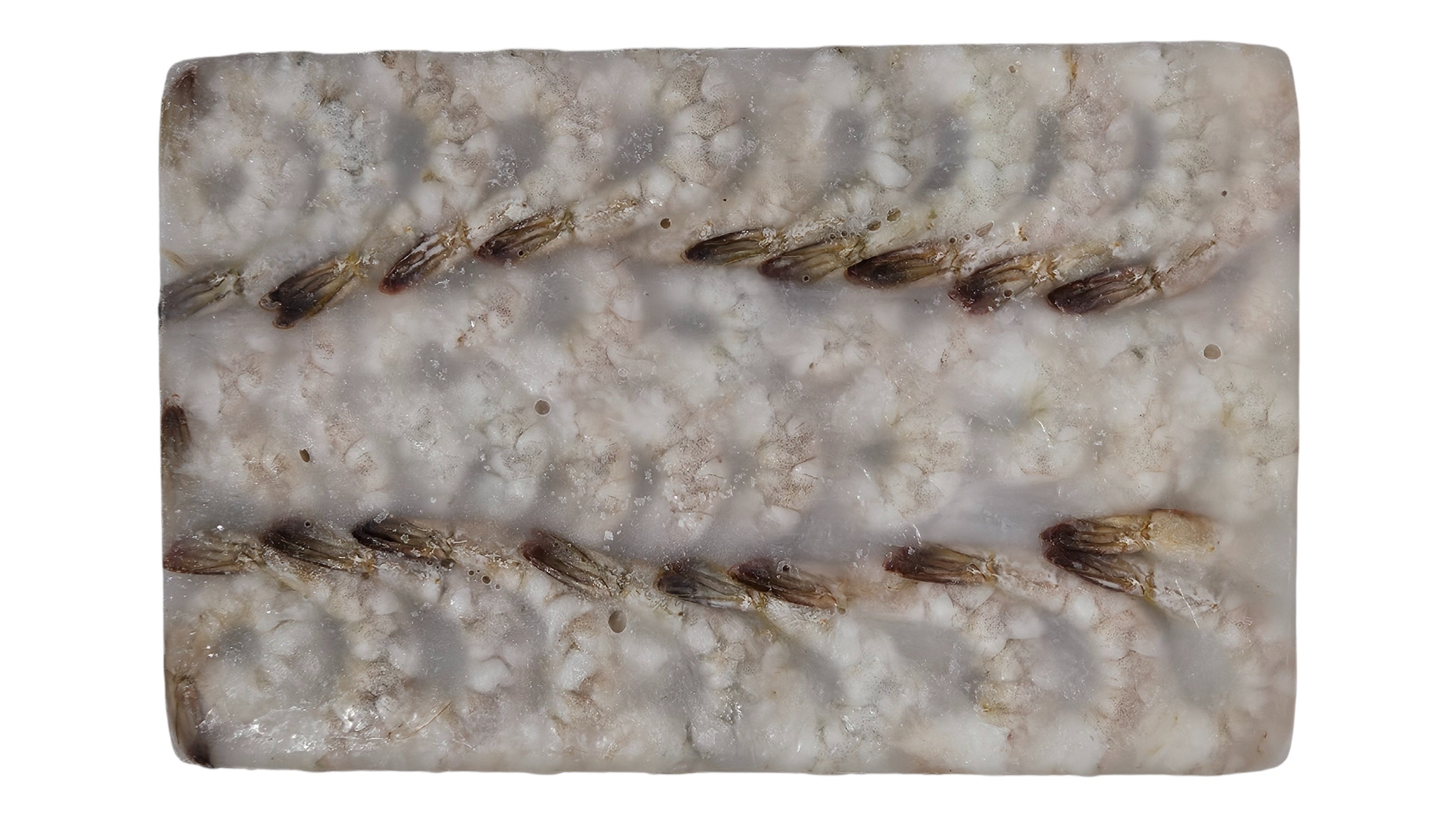 생칵테일새우(두절탈각새우, 900g, 베트남) 31/40