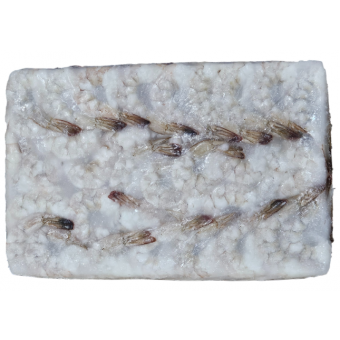 두절탈각새우(PDTO, 1.8kg, 중국) 21/25
