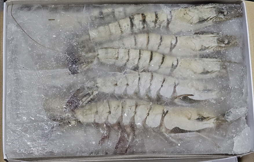 블랙타이거새우, 냉동얼룩새우 15미