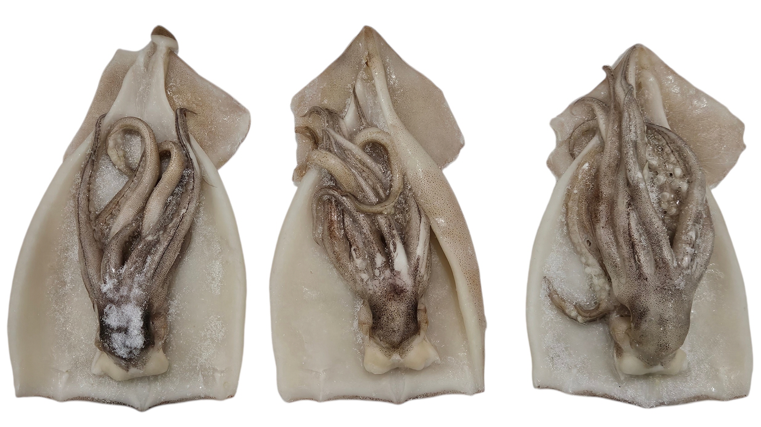 손질오징어 (할복오징어, 무탈피) 16/19미