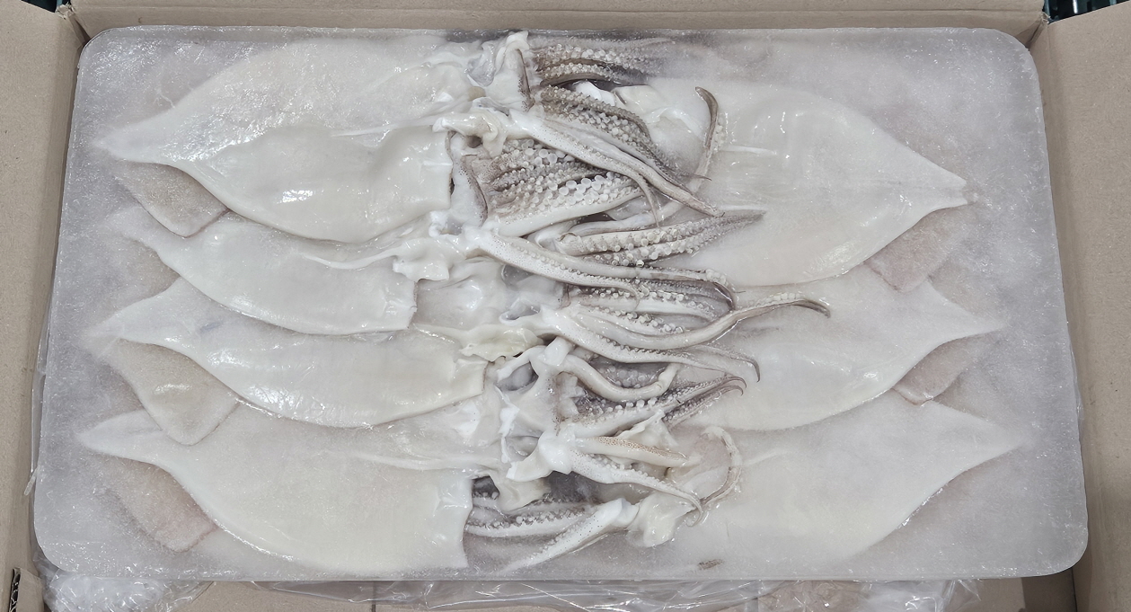 국내산 할복 오징어 15/16미 (무탈피)