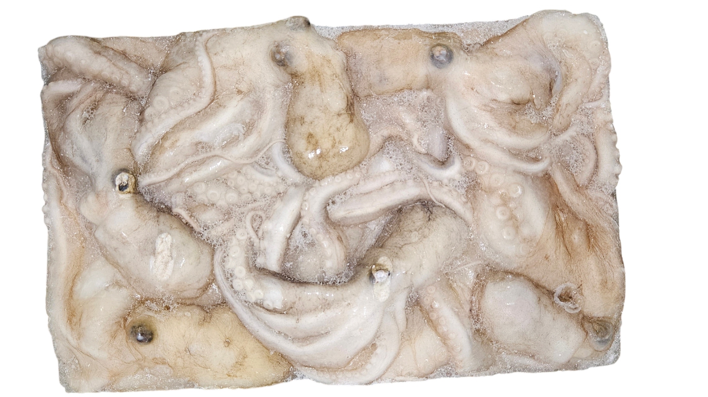 냉동활낙지  100/150 (8미)