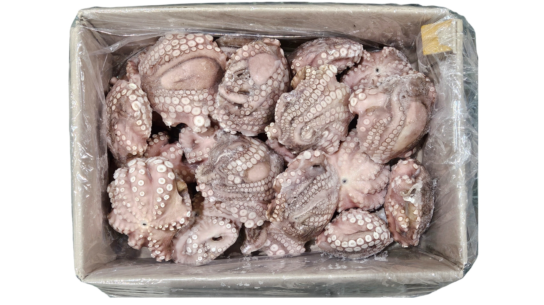 세척문어 300/500 (모리타니아)