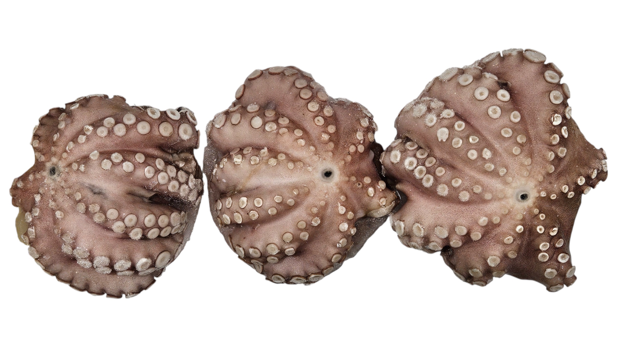 세척문어 300/500 (모리타니아)