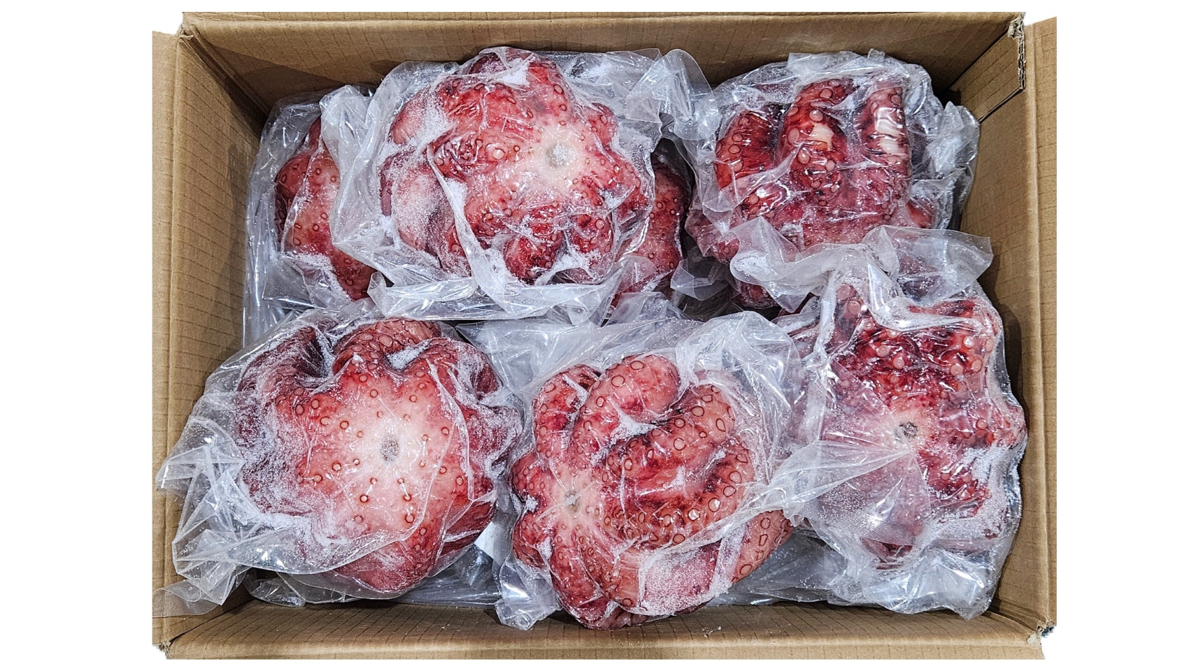 냉동 자숙문어 10미 (필리핀)