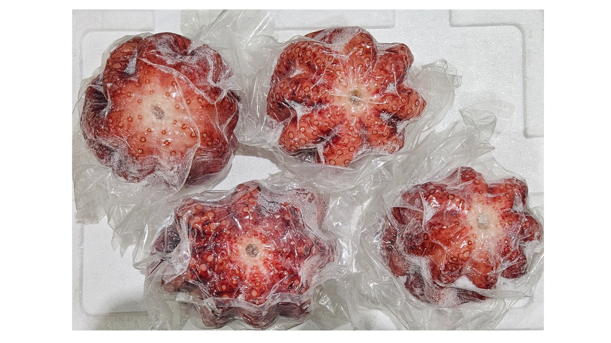 냉동 자숙문어 10미 (필리핀)