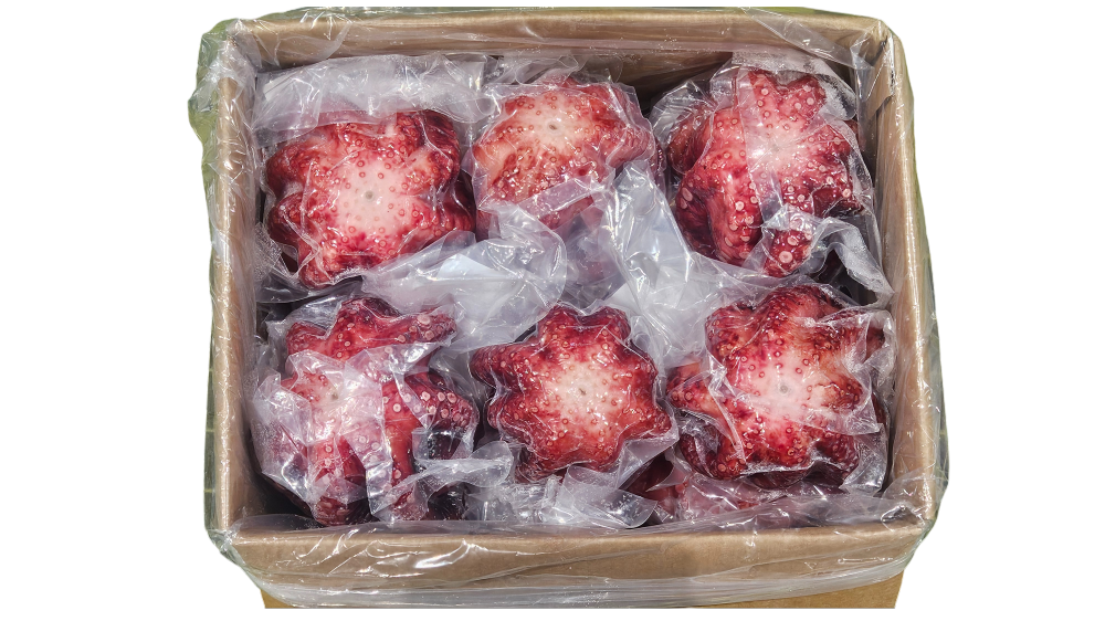 냉동 자숙문어 16미 (필리핀)