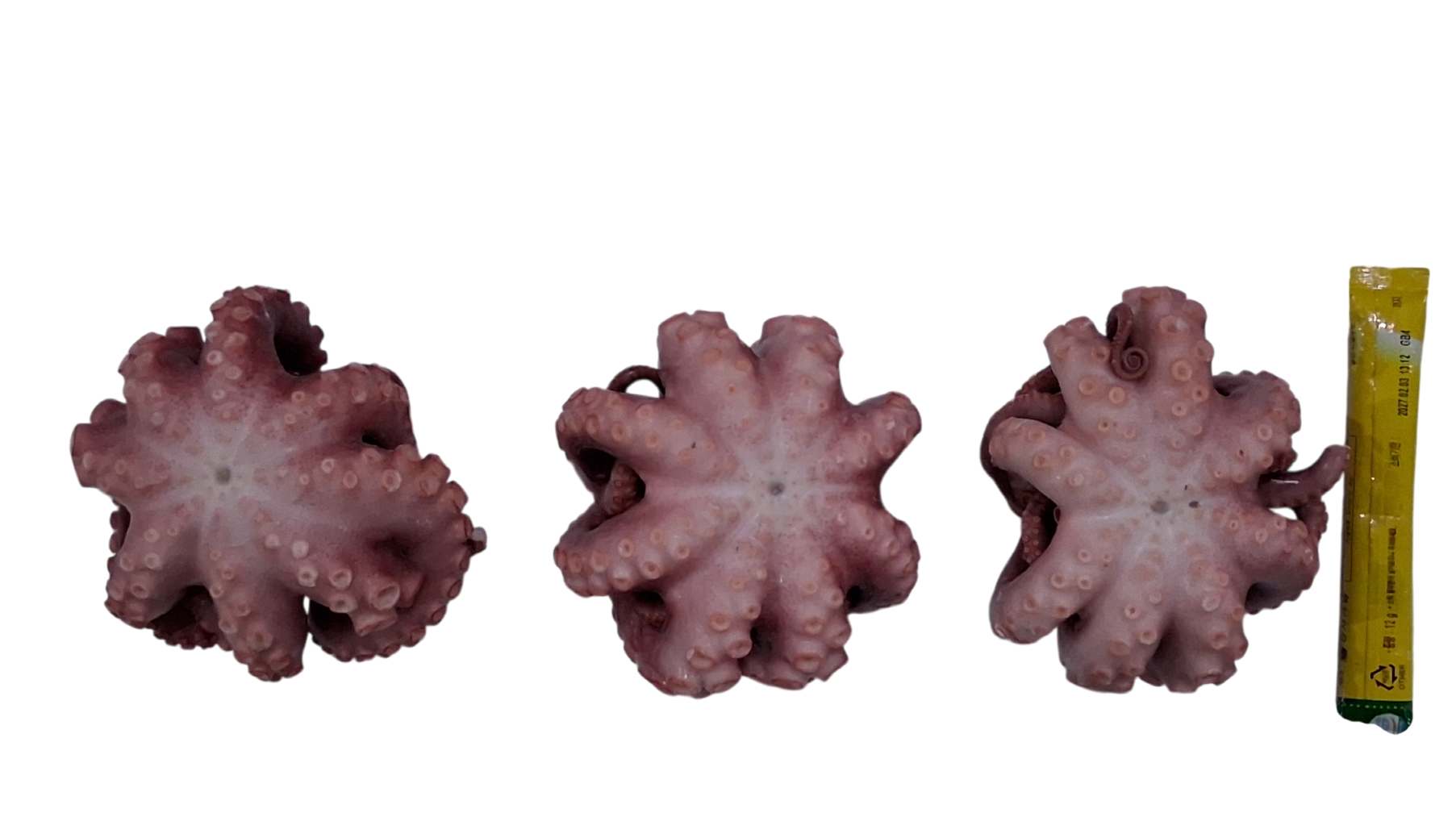 냉동 자숙문어 300/500 (32미) 내외 (모리타니아)