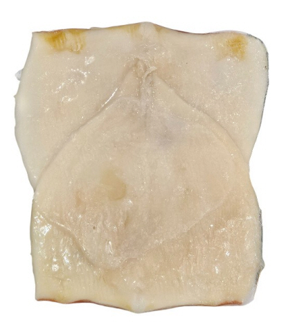 칼집 오징어 몸살 (2.8kg, 중국)