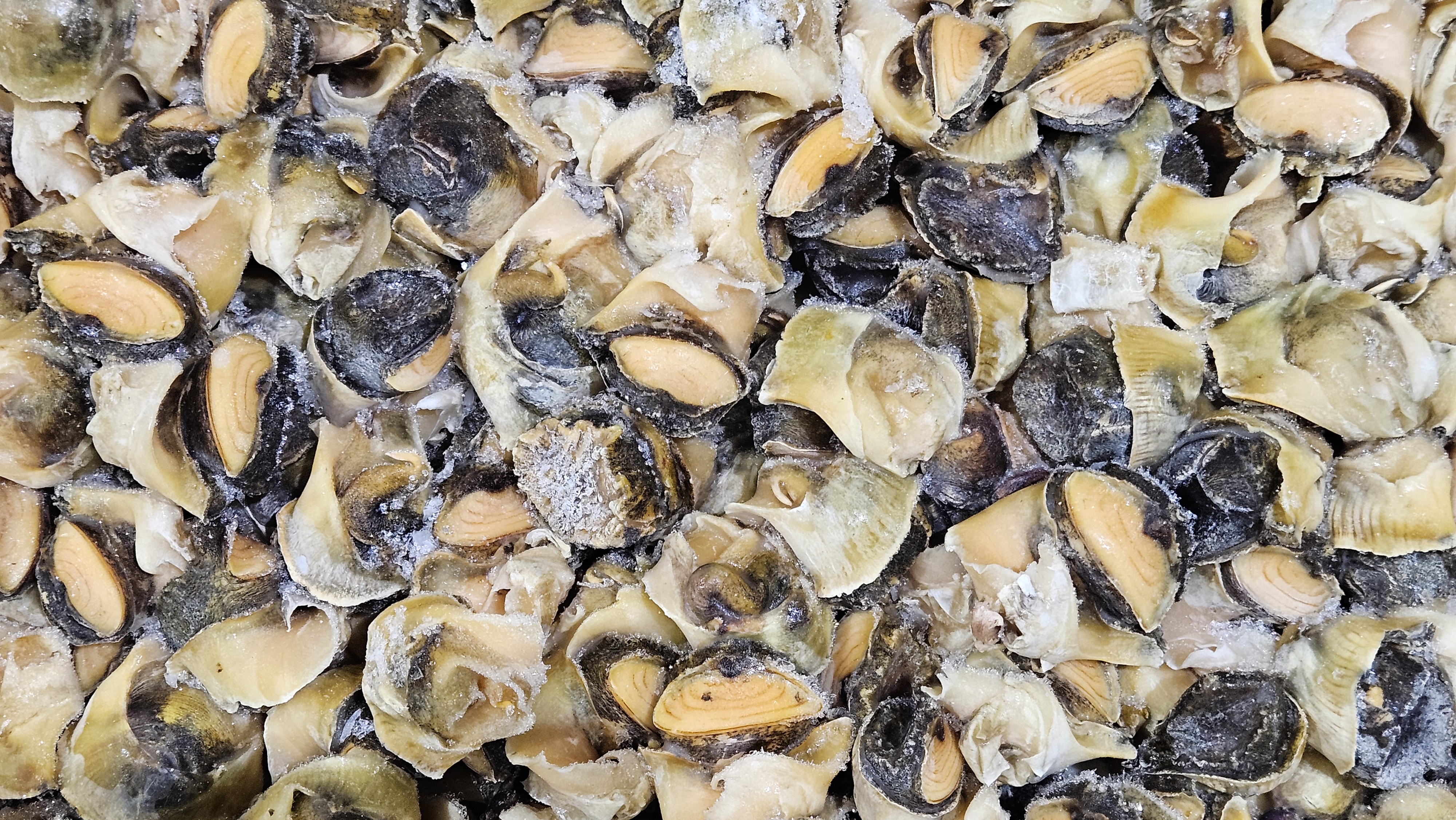 자숙 참소라살 (피뿔고둥살, 튀르키예) L