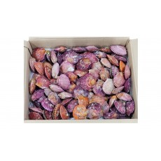 냉동 홍가리비 (국내산)