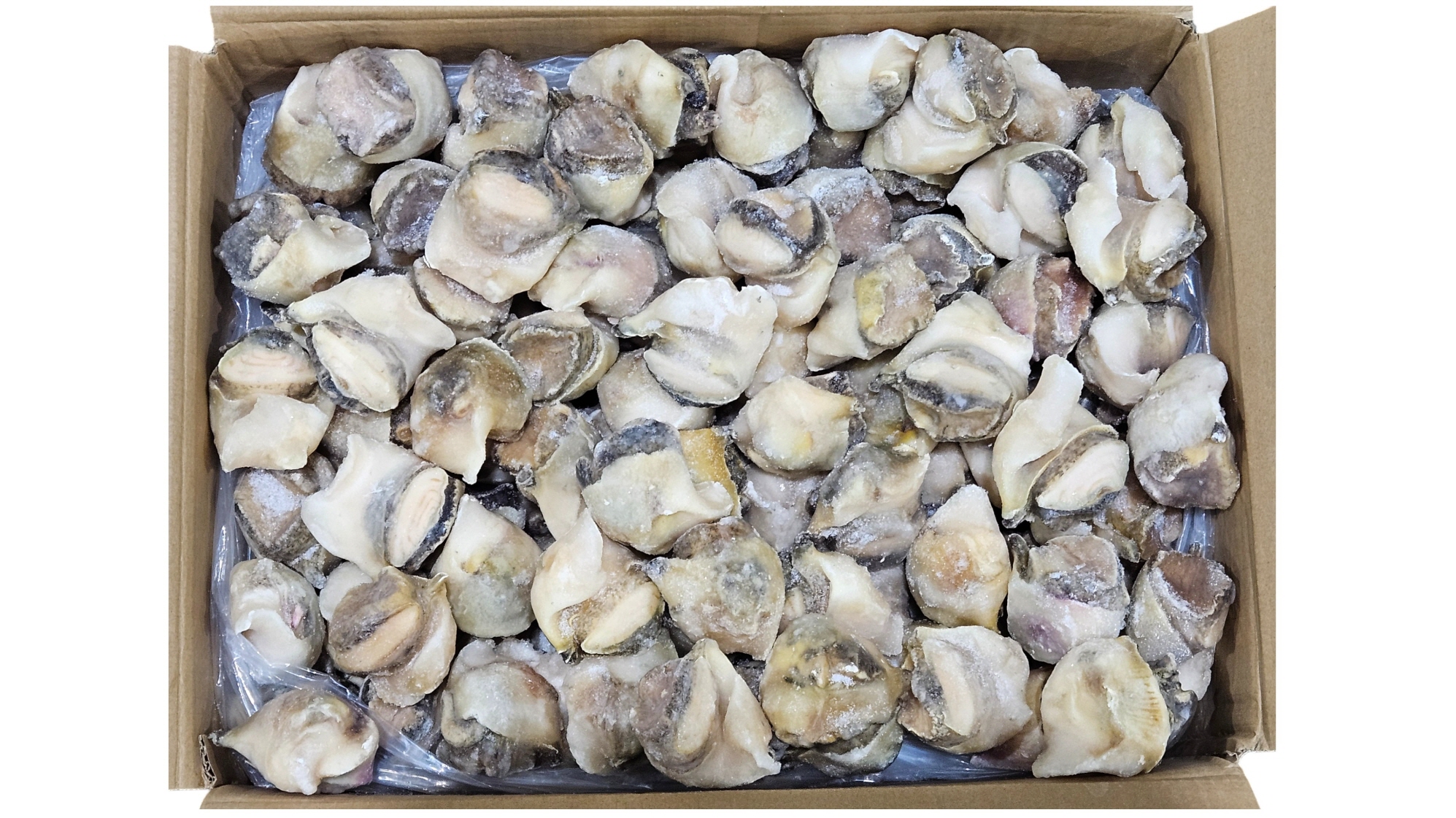 자숙 참소라살 (피뿔고둥살, 중국) 16/20 (2L)