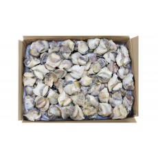 자숙 참소라살 (피뿔고둥살, 중국) 16/20 (2L)