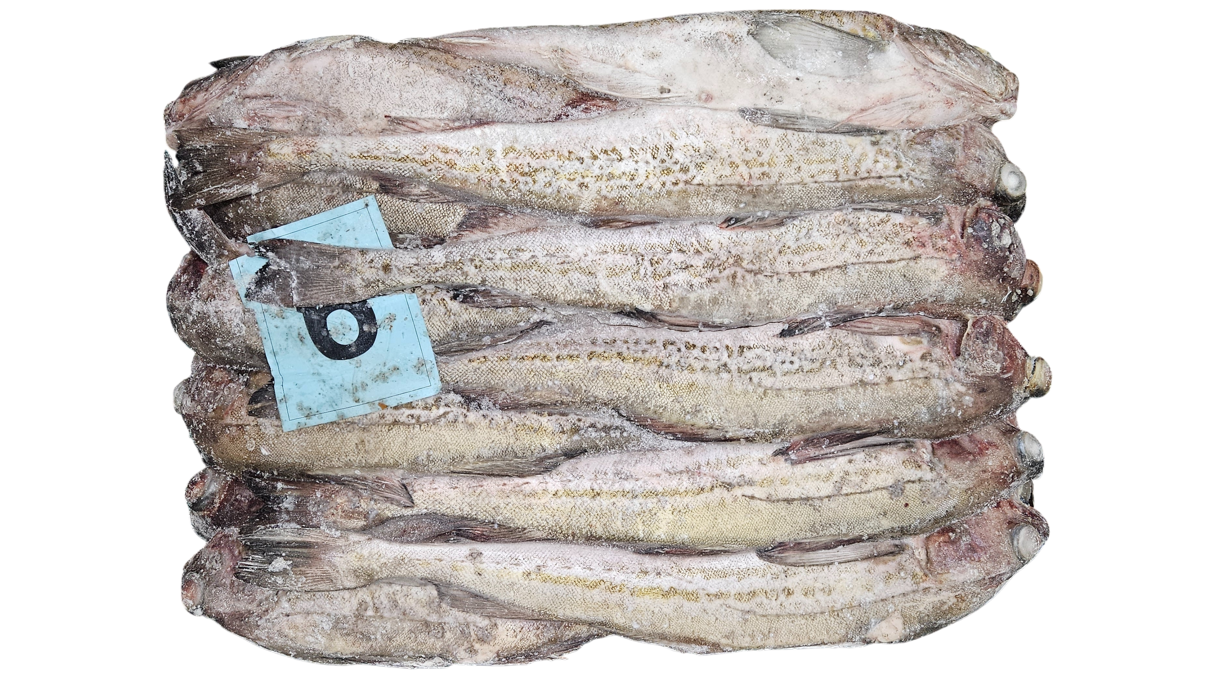 동태 (명태) 6통 (비절단, 러시아)