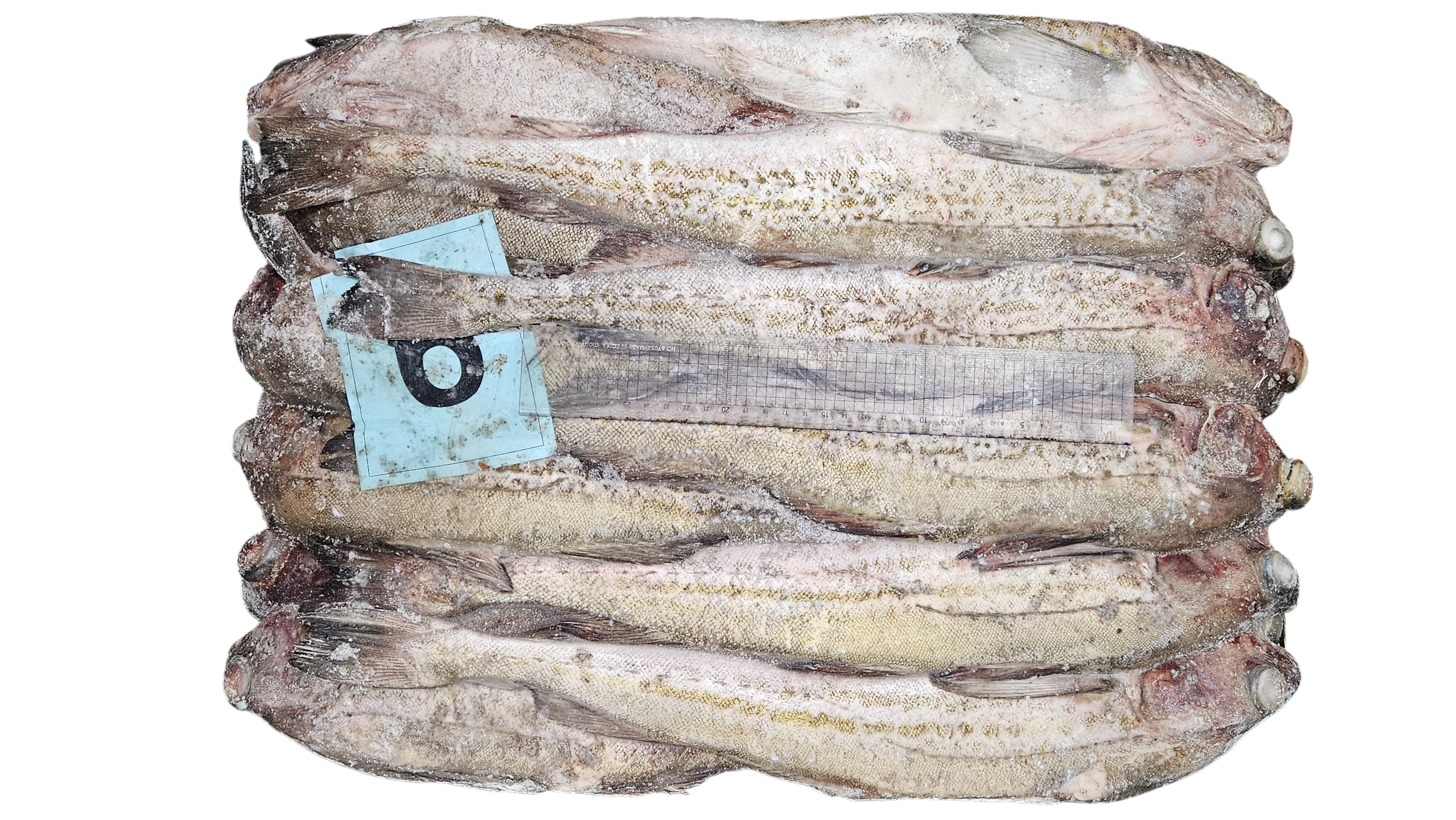 동태 (명태) 6통 (비절단, 러시아)