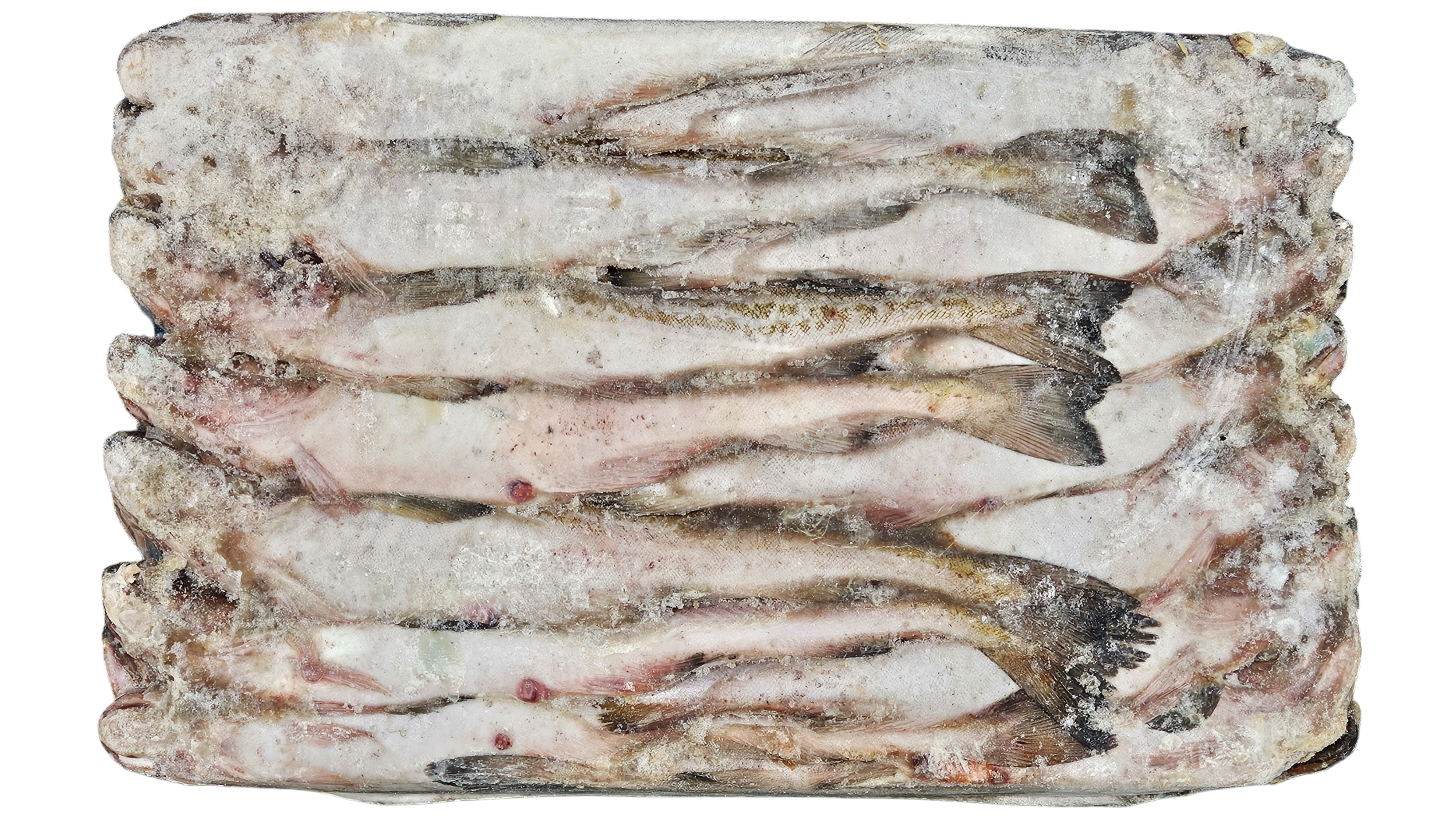 동태 (명태) 8통 (비절단, 러시아)