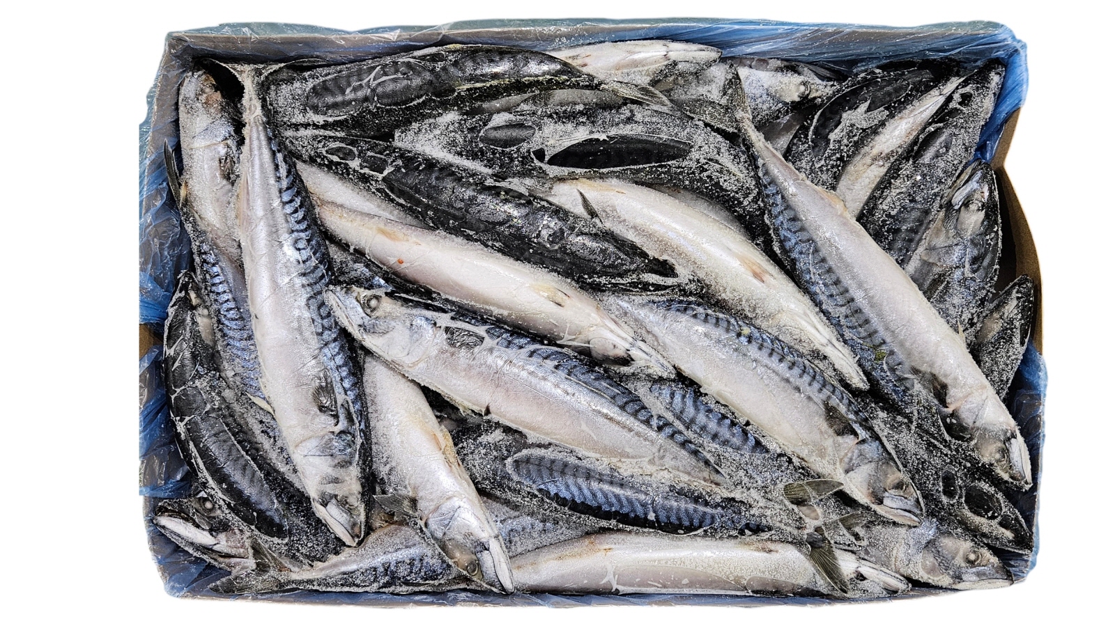 노르웨이 원물 고등어 300/500