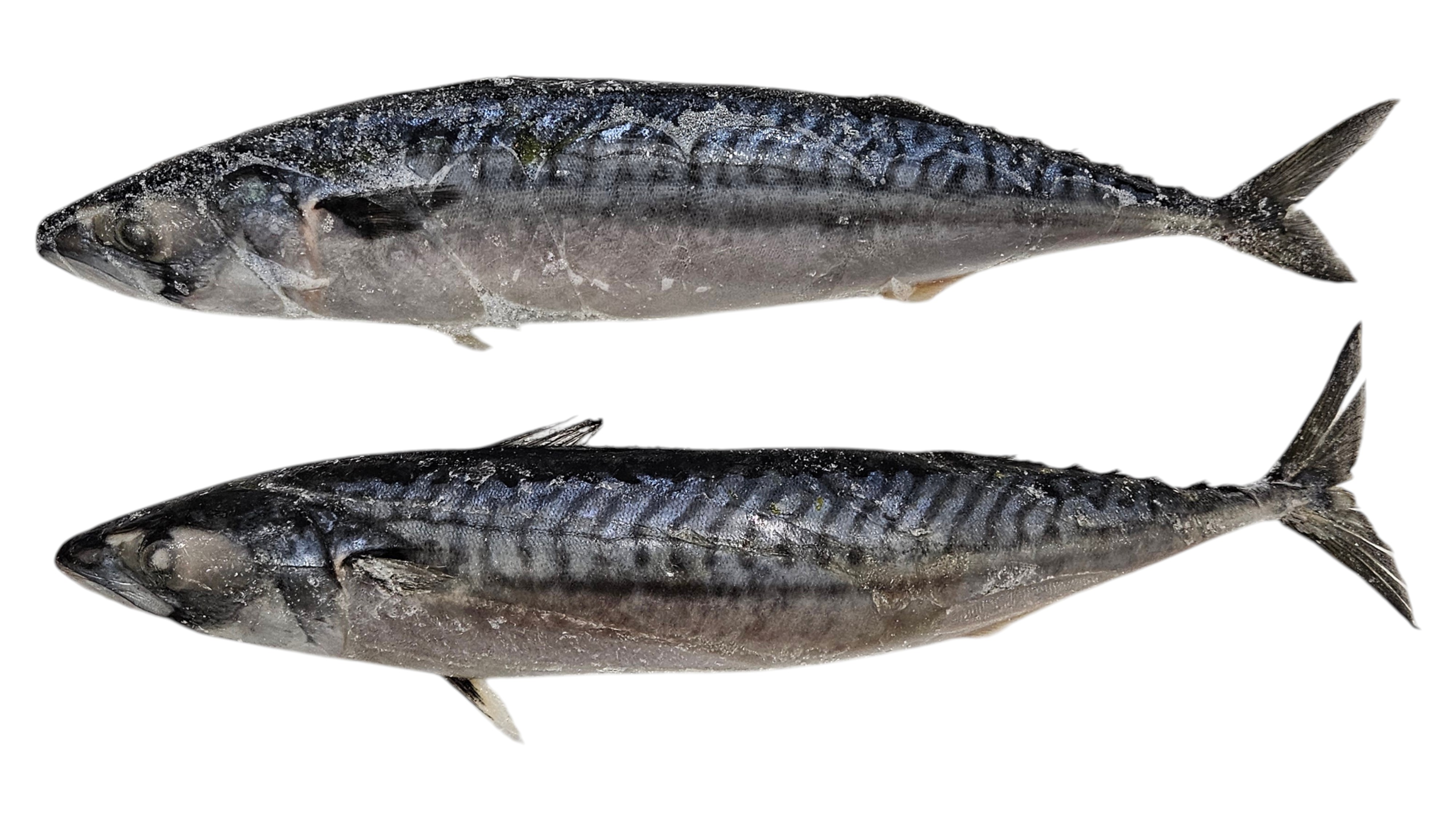 노르웨이 원물 고등어 300/500