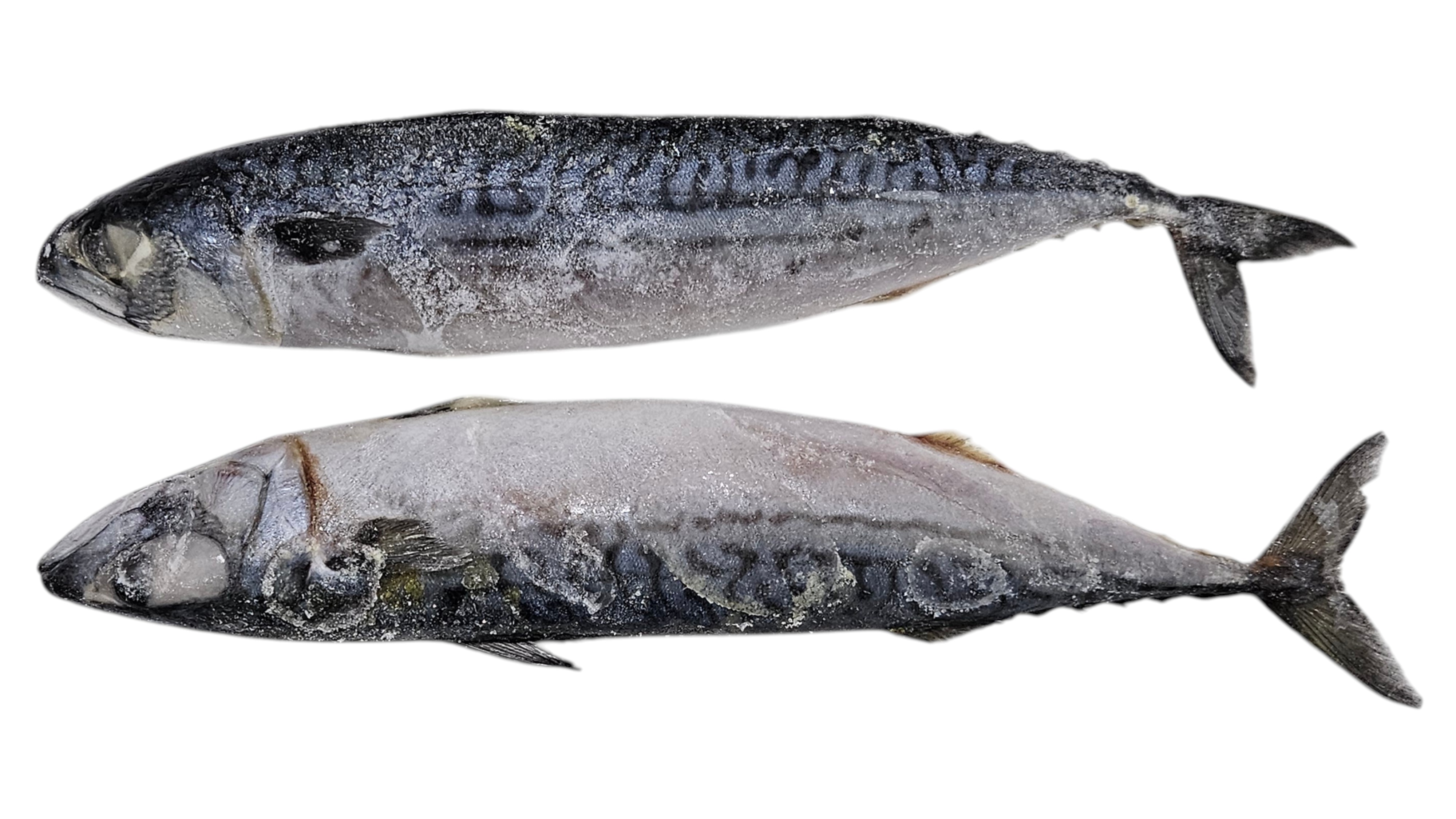 노르웨이 원물 고등어 400/600