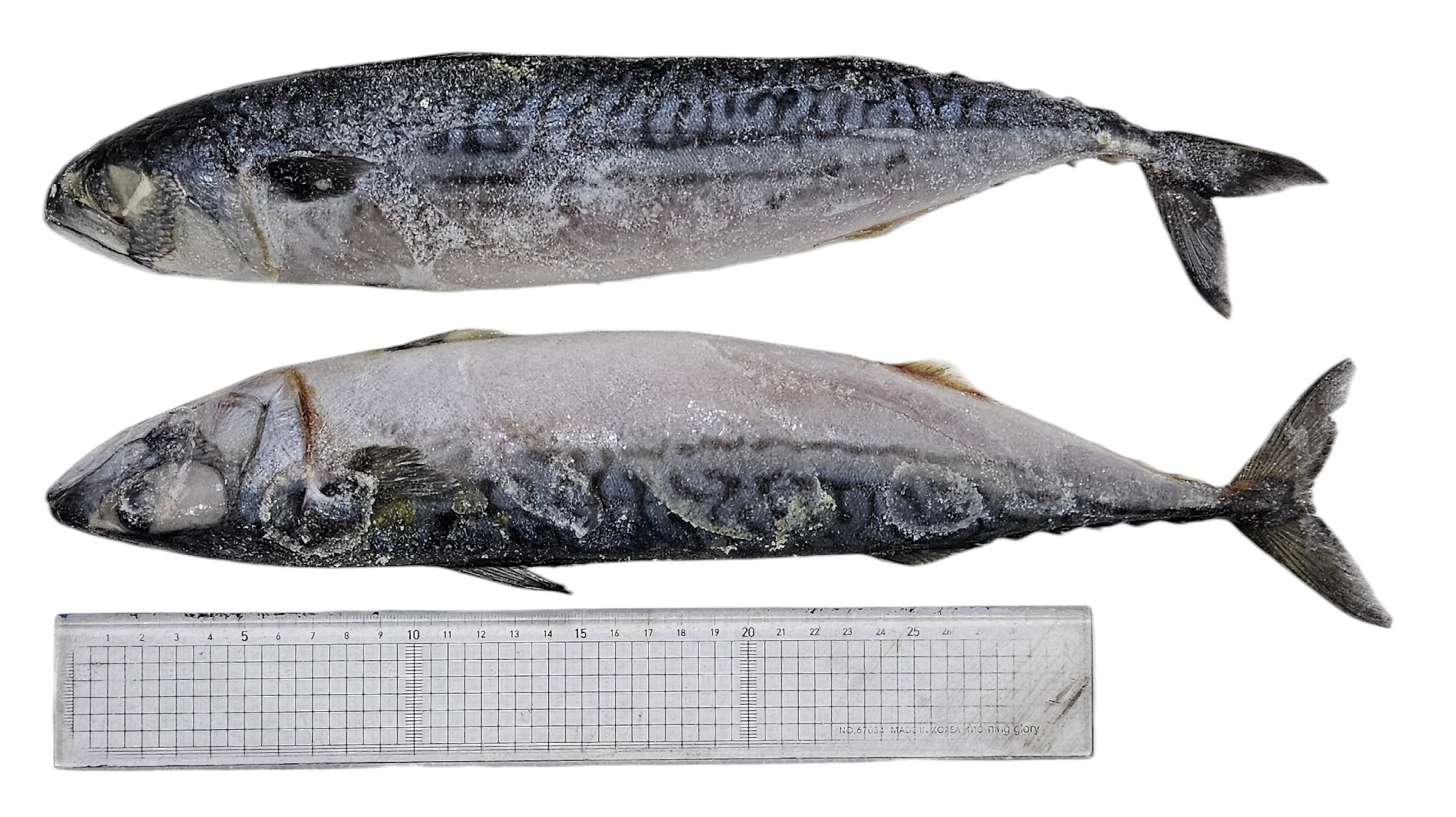 노르웨이 원물 고등어 400/600