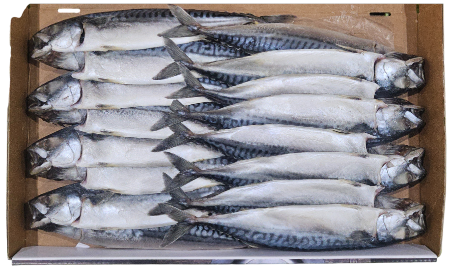 노르웨이 자반고등어 8손 대 (동아)