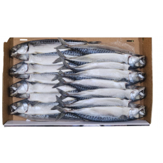 노르웨이 자반고등어 8손 대 (동아)