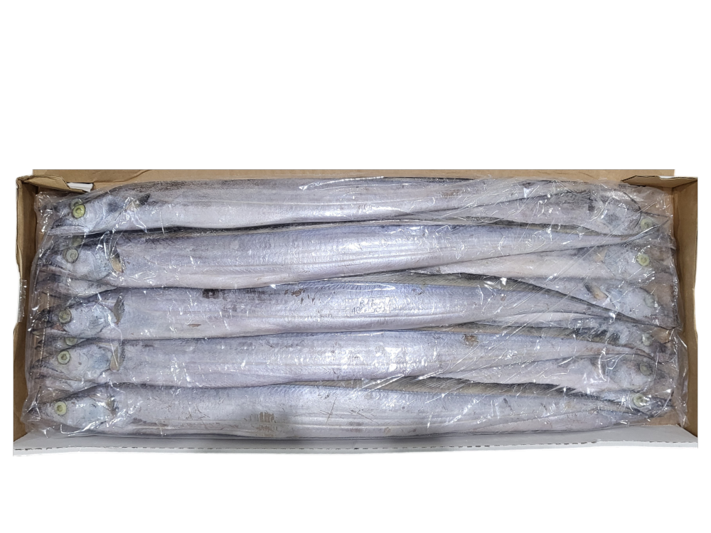 세네갈 갈치(채낙) 400/500