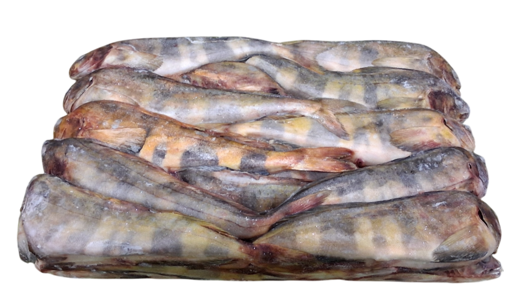 냉동 임연수 L (26~ 32마리)