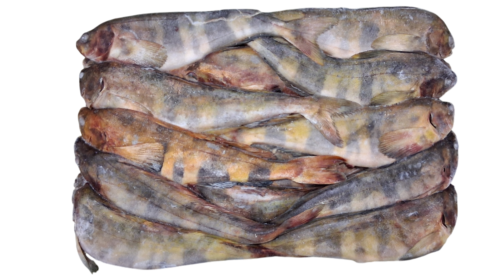 냉동 임연수 L (26~ 32마리)