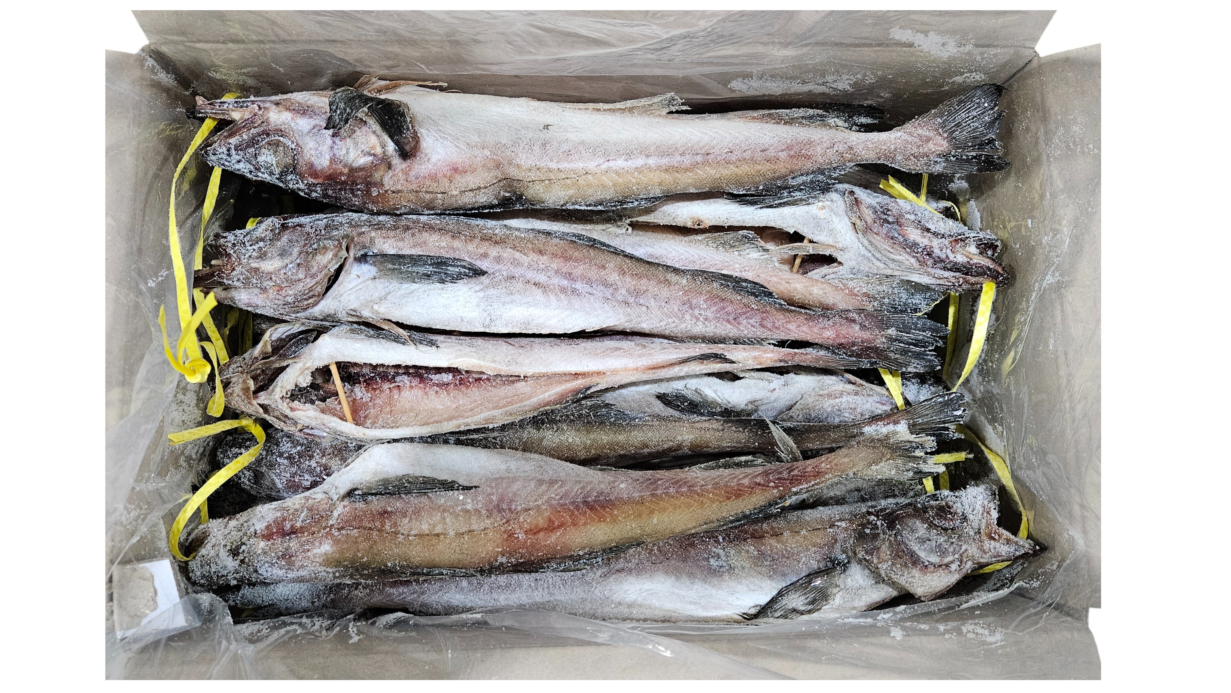 냉 코다리 40미 (410)