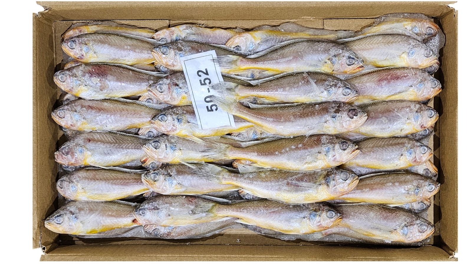 참조기 (봉화) 50/52미 2.8k