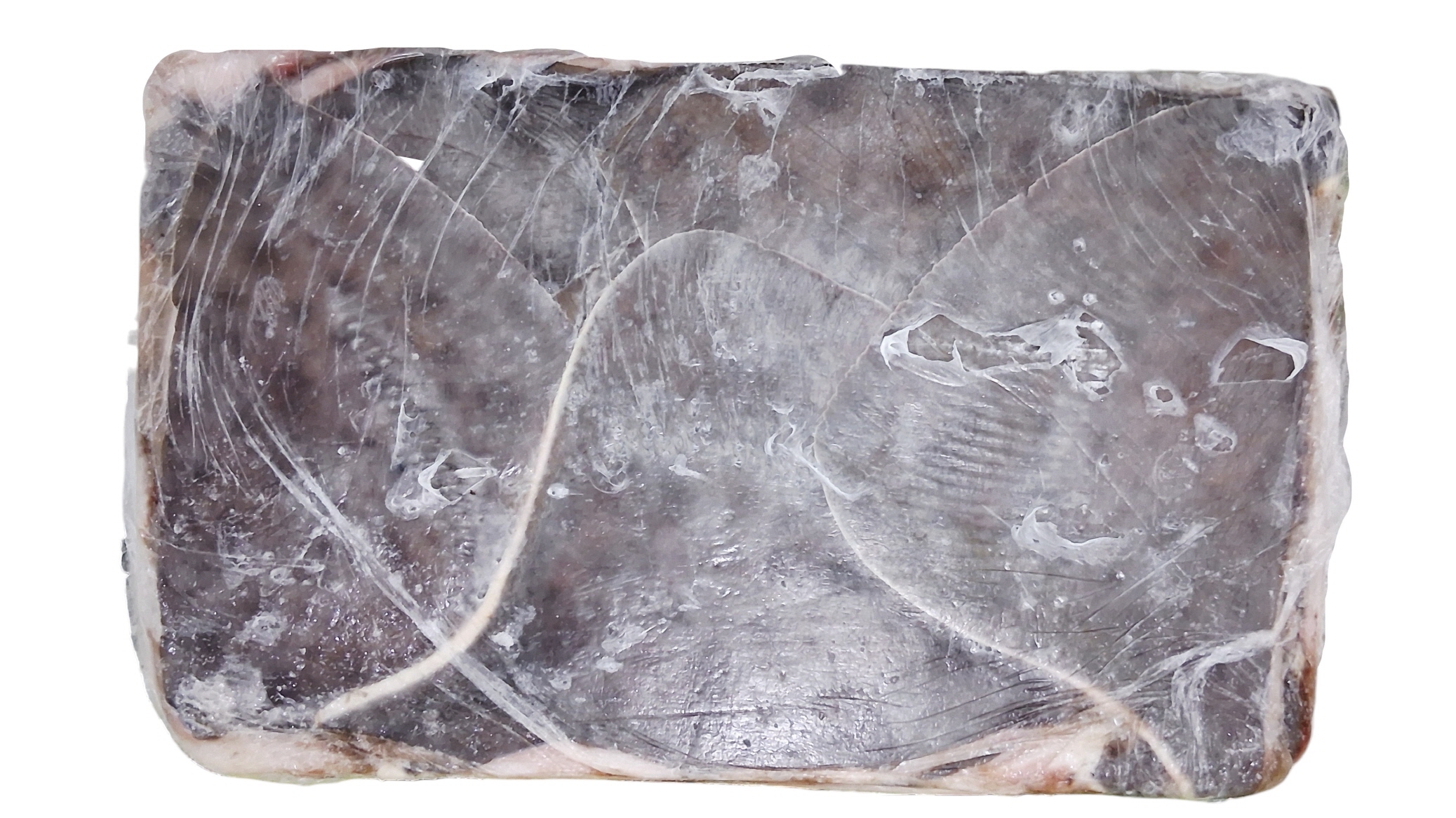 가오리 날개 (무탈피) 1000up _ 러시아