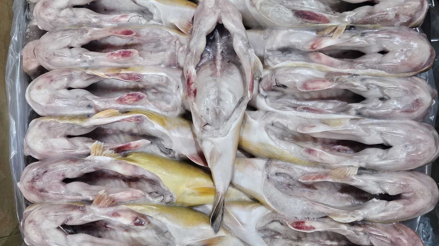 밀복 / 금밀복 500/100 (내장제거, 중국)