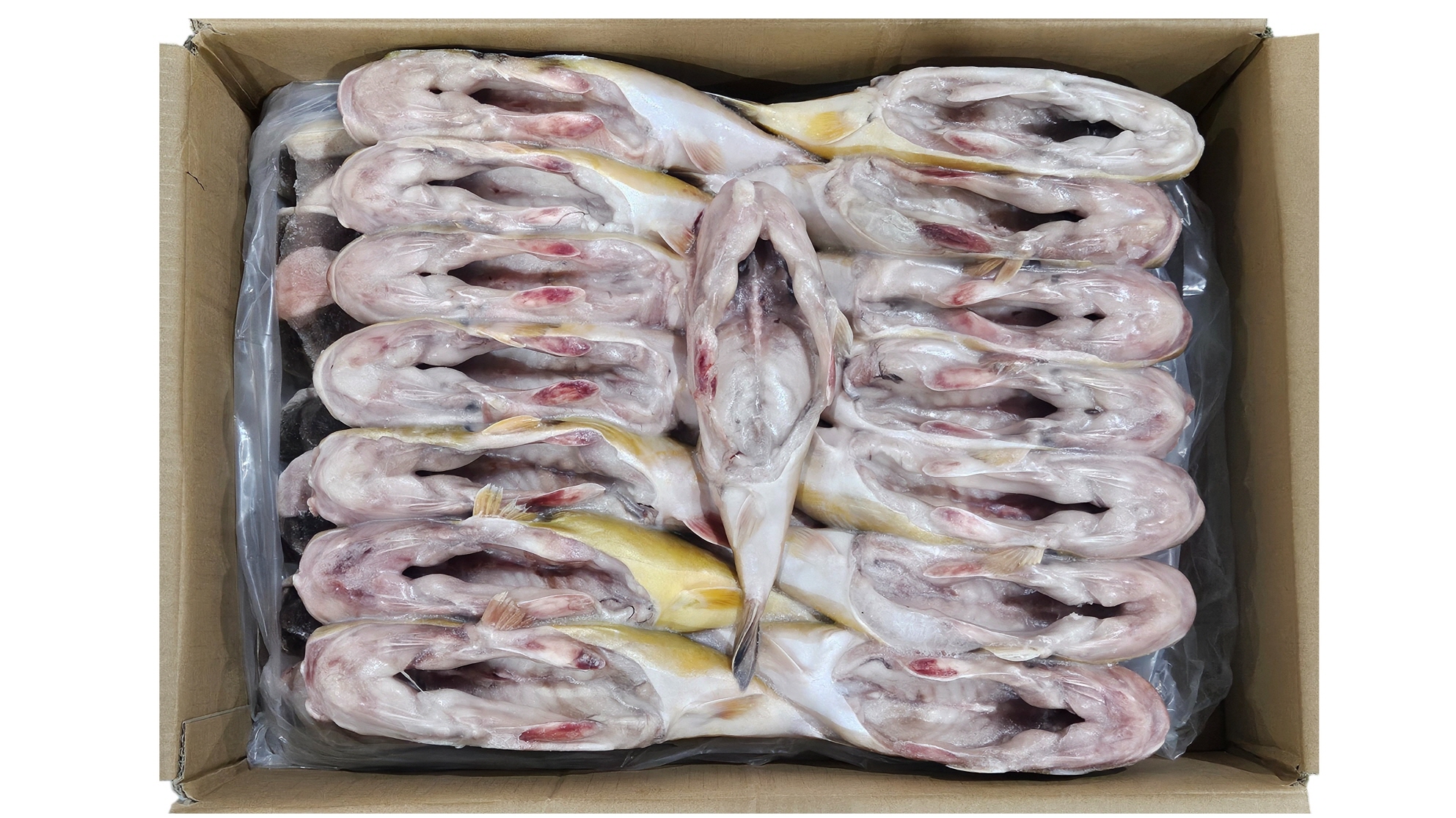 밀복 / 금밀복 500/100 (내장제거, 중국)