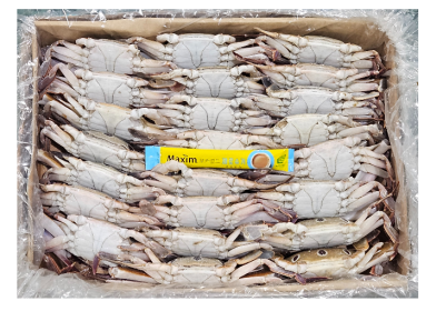 국내산 암꽃게 (소) 48/52미