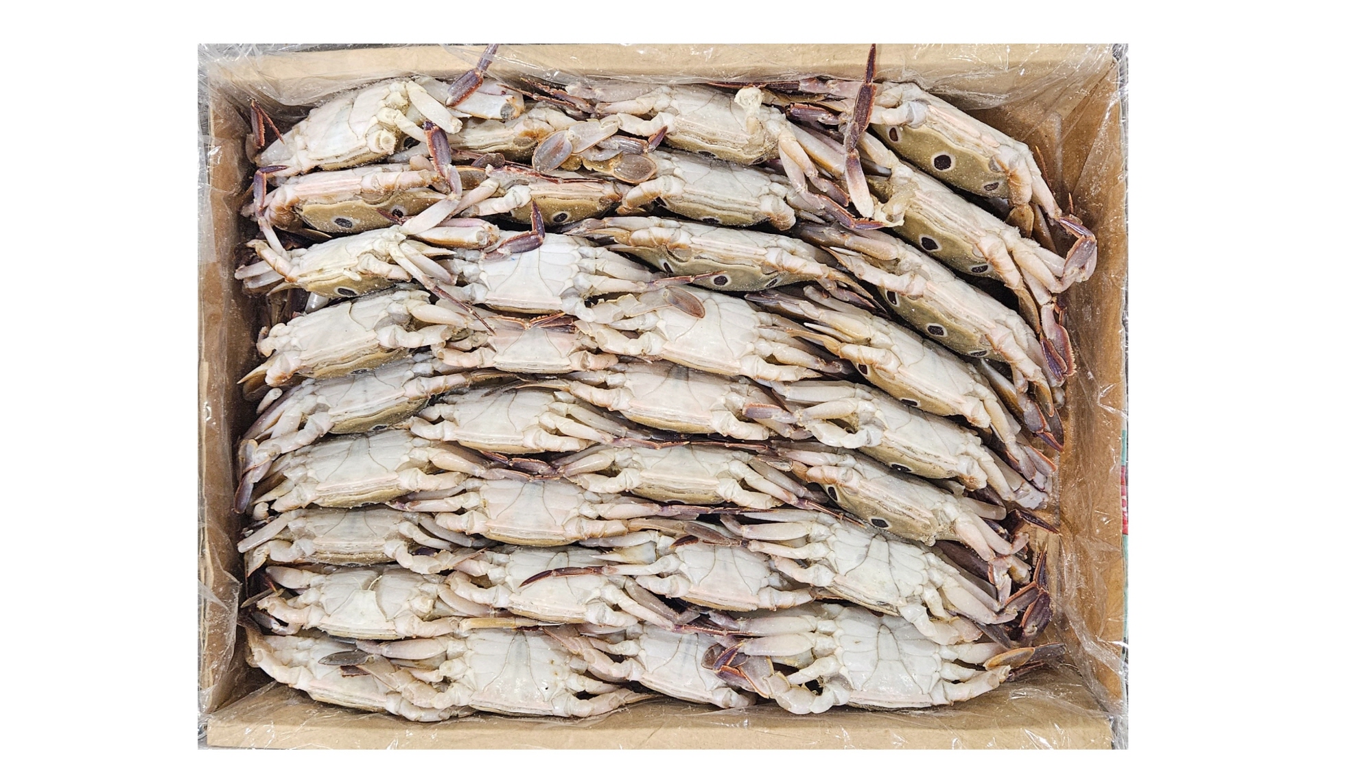 파키스탄 삼점게(숫게) 80/100