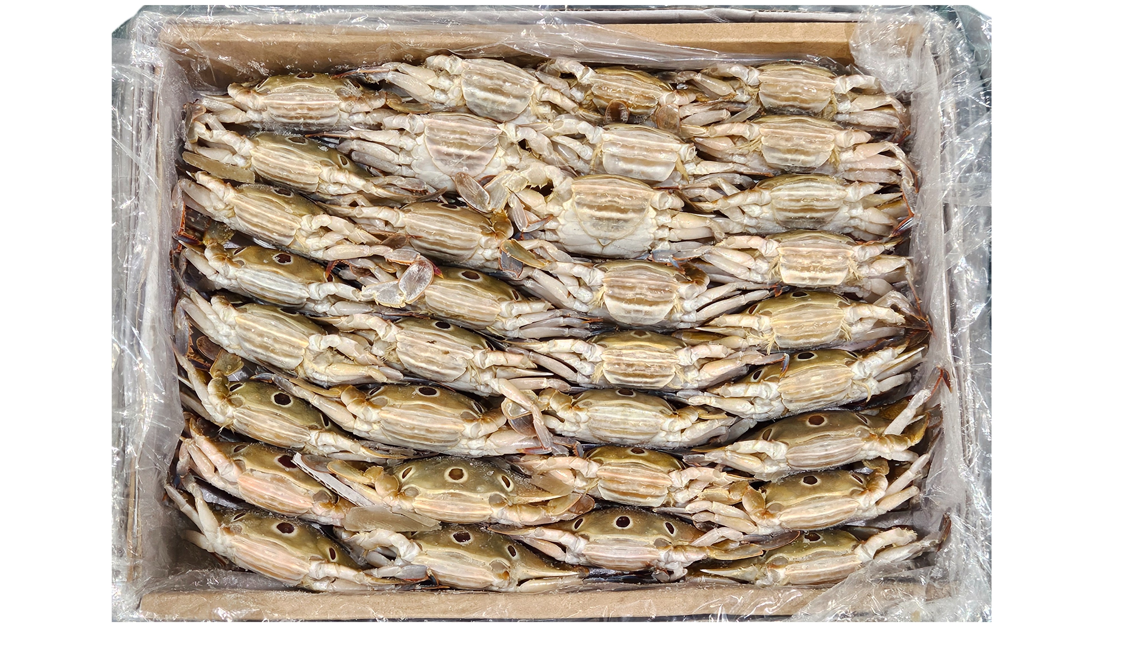 파키스탄 삼점게 (암게) 80/100