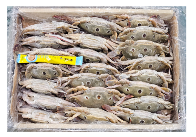 파키스탄 삼점게 (암게) 100/150