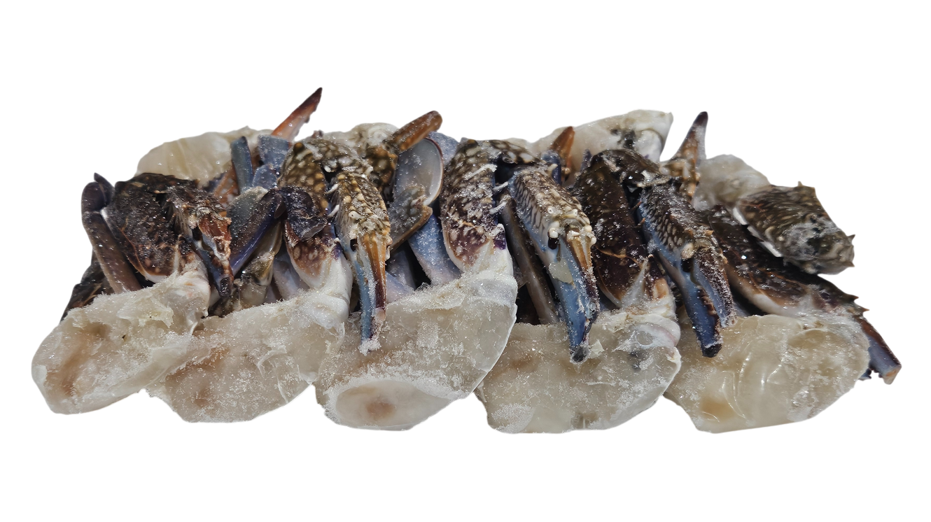 튀니지 절단꽃게 L